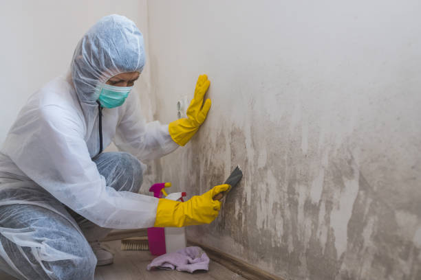 Best Commercial Mold Removal  in USA